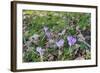 Lilac Flowering Crocuses in Wild Nature-Ruud Morijn-Framed Photographic Print