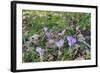 Lilac Flowering Crocuses in Wild Nature-Ruud Morijn-Framed Photographic Print