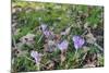 Lilac Flowering Crocuses in Wild Nature-Ruud Morijn-Mounted Photographic Print