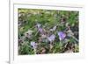 Lilac Flowering Crocuses in Wild Nature-Ruud Morijn-Framed Photographic Print