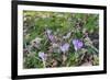 Lilac Flowering Crocuses in Wild Nature-Ruud Morijn-Framed Photographic Print