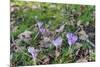 Lilac Flowering Crocuses in Wild Nature-Ruud Morijn-Mounted Photographic Print
