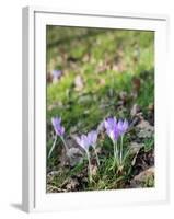 Lilac Flowering Crocuses in Wild Nature-Ruud Morijn-Framed Photographic Print