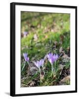 Lilac Flowering Crocuses in Wild Nature-Ruud Morijn-Framed Photographic Print