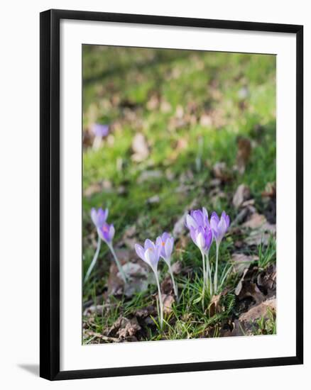 Lilac Flowering Crocuses in Wild Nature-Ruud Morijn-Framed Photographic Print