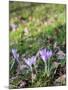 Lilac Flowering Crocuses in Wild Nature-Ruud Morijn-Mounted Photographic Print
