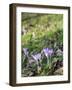 Lilac Flowering Crocuses in Wild Nature-Ruud Morijn-Framed Photographic Print