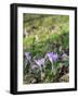 Lilac Flowering Crocuses in Wild Nature-Ruud Morijn-Framed Photographic Print