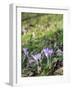 Lilac Flowering Crocuses in Wild Nature-Ruud Morijn-Framed Photographic Print