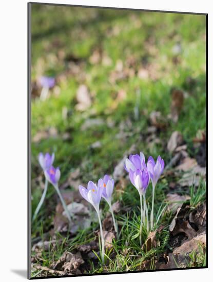 Lilac Flowering Crocuses in Wild Nature-Ruud Morijn-Mounted Photographic Print