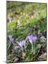 Lilac Flowering Crocuses in Wild Nature-Ruud Morijn-Mounted Photographic Print