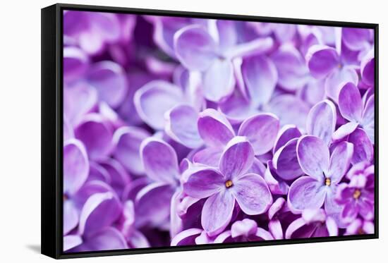 Lilac Flowers Background-Roxana_ro-Framed Stretched Canvas