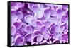 Lilac Flowers Background-Roxana_ro-Framed Stretched Canvas