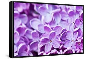 Lilac Flowers Background-Roxana_ro-Framed Stretched Canvas