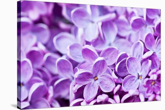 Lilac Flowers Background-Roxana_ro-Stretched Canvas