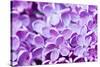 Lilac Flowers Background-Roxana_ro-Stretched Canvas