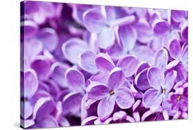 Lilac Flowers Background-Roxana_ro-Stretched Canvas