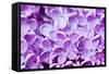 Lilac Flowers Background-Roxana_ro-Framed Stretched Canvas