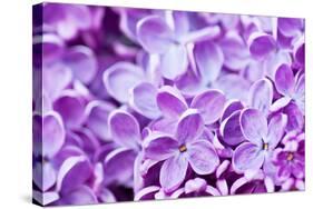 Lilac Flowers Background-Roxana_ro-Stretched Canvas