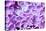 Lilac Flowers Background-Roxana_ro-Stretched Canvas