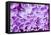 Lilac Flowers Background-Roxana_ro-Framed Stretched Canvas