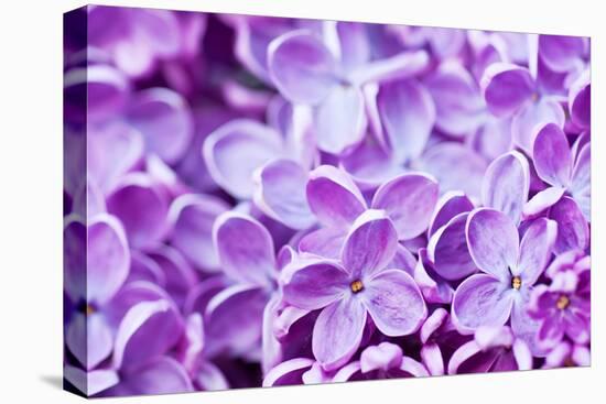 Lilac Flowers Background-Roxana_ro-Stretched Canvas