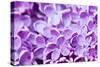 Lilac Flowers Background-Roxana_ro-Stretched Canvas