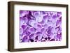 Lilac Flowers Background-Roxana_ro-Framed Premium Photographic Print