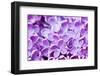 Lilac Flowers Background-Roxana_ro-Framed Premium Photographic Print