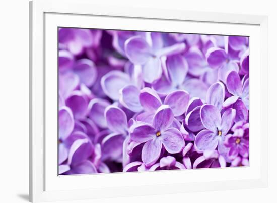 Lilac Flowers Background-Roxana_ro-Framed Photographic Print