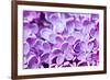 Lilac Flowers Background-Roxana_ro-Framed Photographic Print