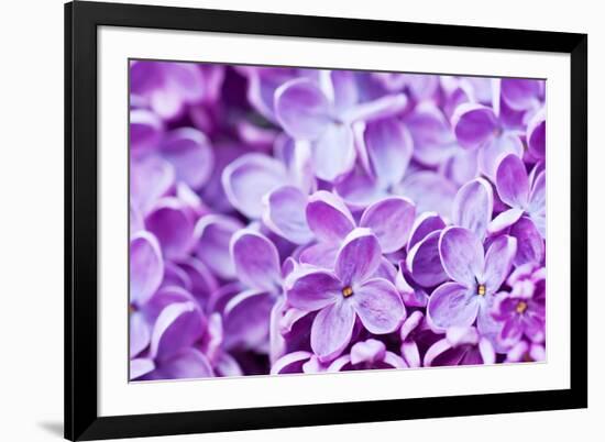 Lilac Flowers Background-Roxana_ro-Framed Photographic Print