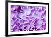 Lilac Flowers Background-Roxana_ro-Framed Photographic Print