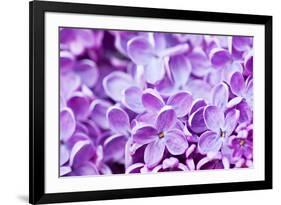 Lilac Flowers Background-Roxana_ro-Framed Photographic Print