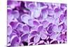 Lilac Flowers Background-Roxana_ro-Mounted Photographic Print