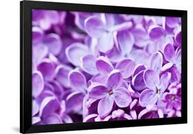 Lilac Flowers Background-Roxana_ro-Framed Photographic Print