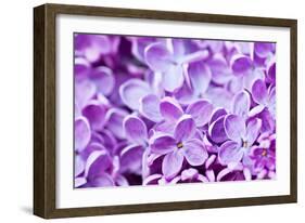 Lilac Flowers Background-Roxana_ro-Framed Photographic Print