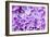 Lilac Flowers Background-Roxana_ro-Framed Photographic Print