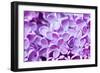 Lilac Flowers Background-Roxana_ro-Framed Photographic Print