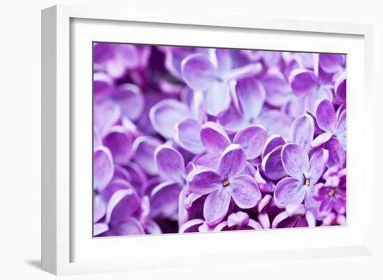 Lilac Flowers Background-Roxana_ro-Framed Photographic Print