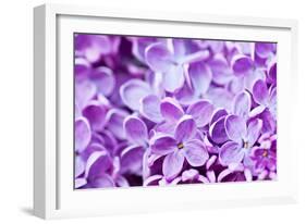 Lilac Flowers Background-Roxana_ro-Framed Photographic Print