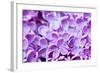 Lilac Flowers Background-Roxana_ro-Framed Photographic Print