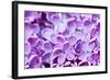 Lilac Flowers Background-Roxana_ro-Framed Photographic Print