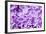 Lilac Flowers Background-Roxana_ro-Framed Photographic Print