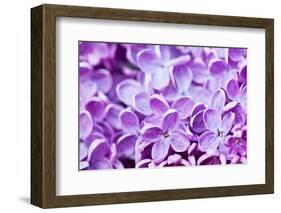 Lilac Flowers Background-Roxana_ro-Framed Photographic Print