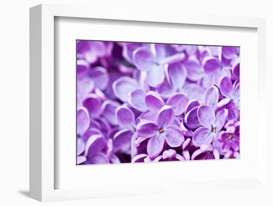 Lilac Flowers Background-Roxana_ro-Framed Photographic Print