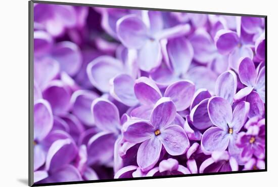 Lilac Flowers Background-Roxana_ro-Mounted Photographic Print