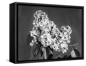 Lilac Flowers-null-Framed Stretched Canvas