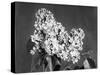 Lilac Flowers-null-Stretched Canvas