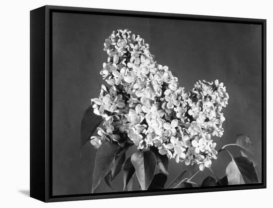 Lilac Flowers-null-Framed Stretched Canvas